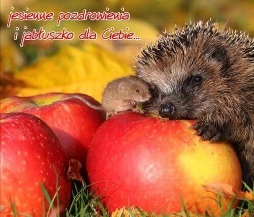 Jesienne pozdrowienia i jabłuszko dla Ciebie